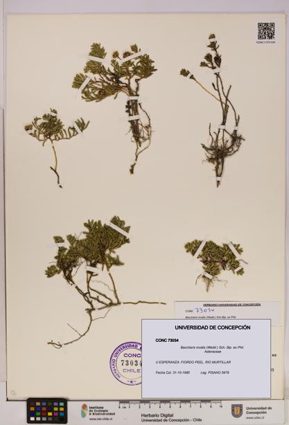 Baccharis nivalis [Espécimen: UDEC:CONC:0073034]