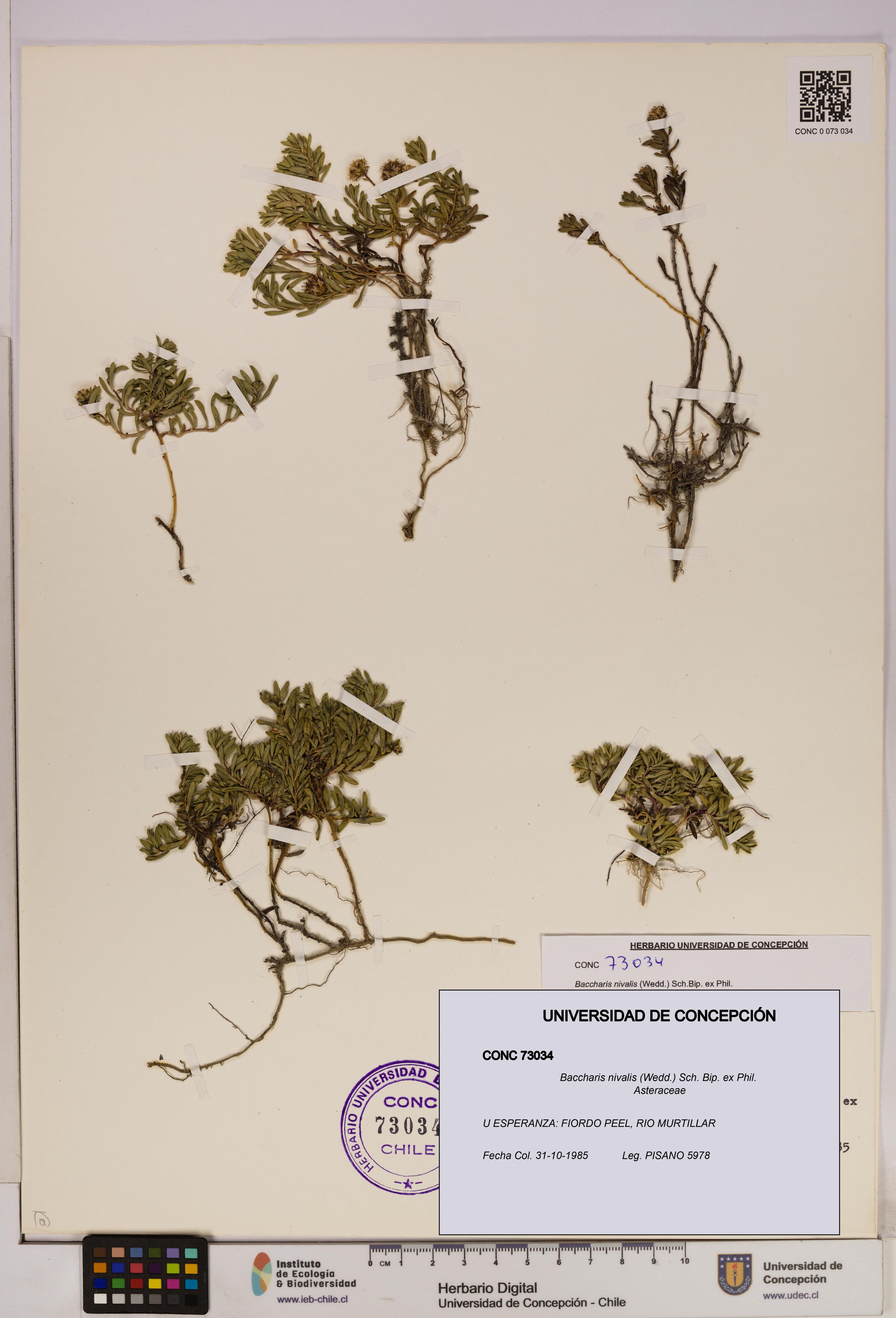 Baccharis nivalis [Espécimen: UDEC:CONC:0073034]