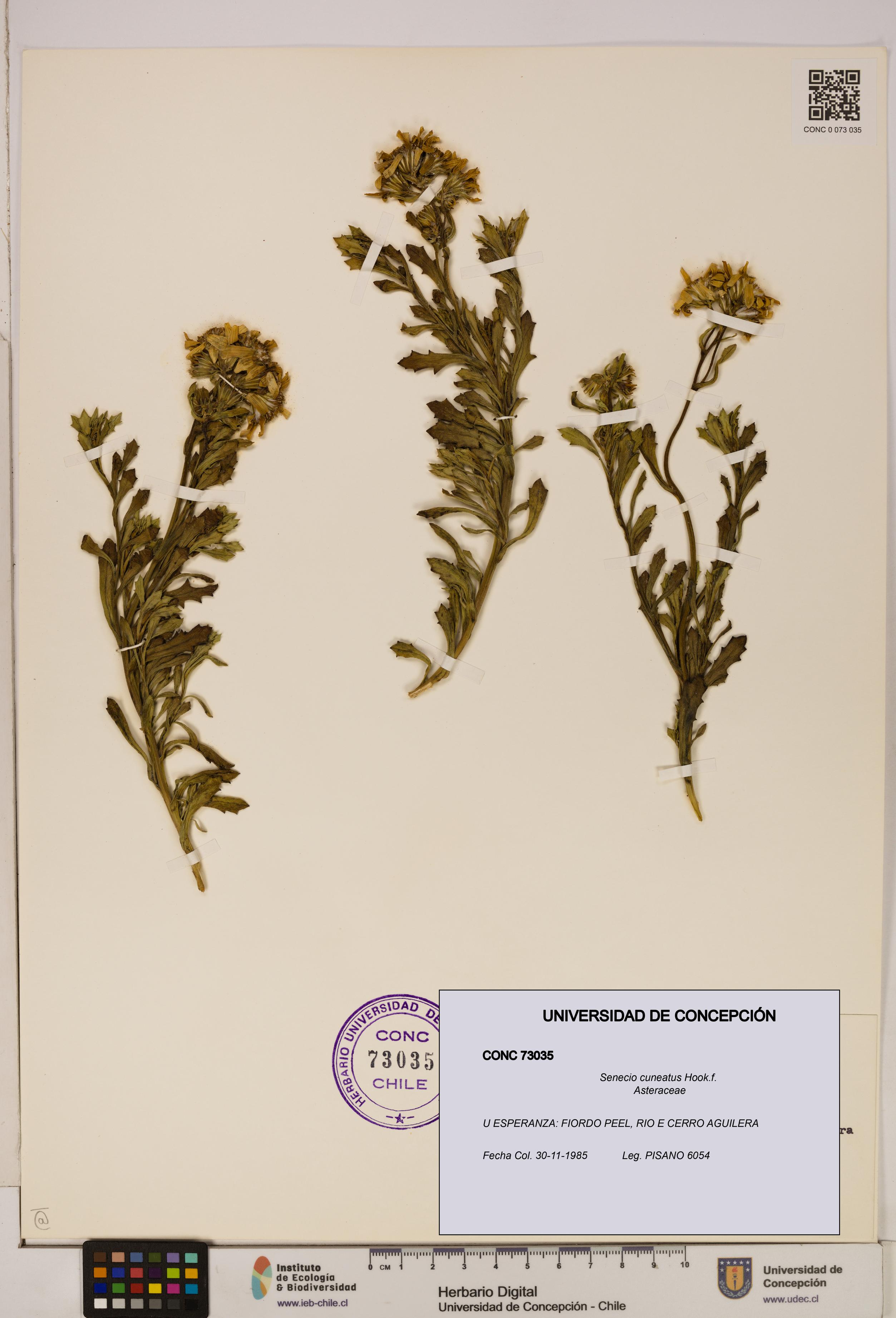 Senecio cuneatus [Espécimen: UDEC:CONC:0073035]