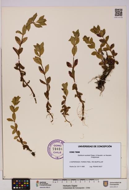 Epilobium australe [Espécimen: UDEC:CONC:0073038]
