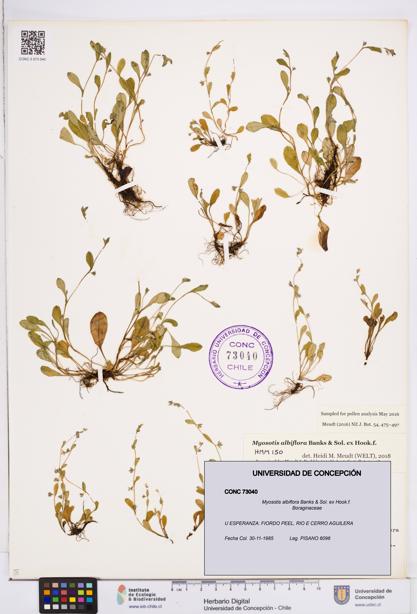 Myosotis albiflora [Espécimen: ]