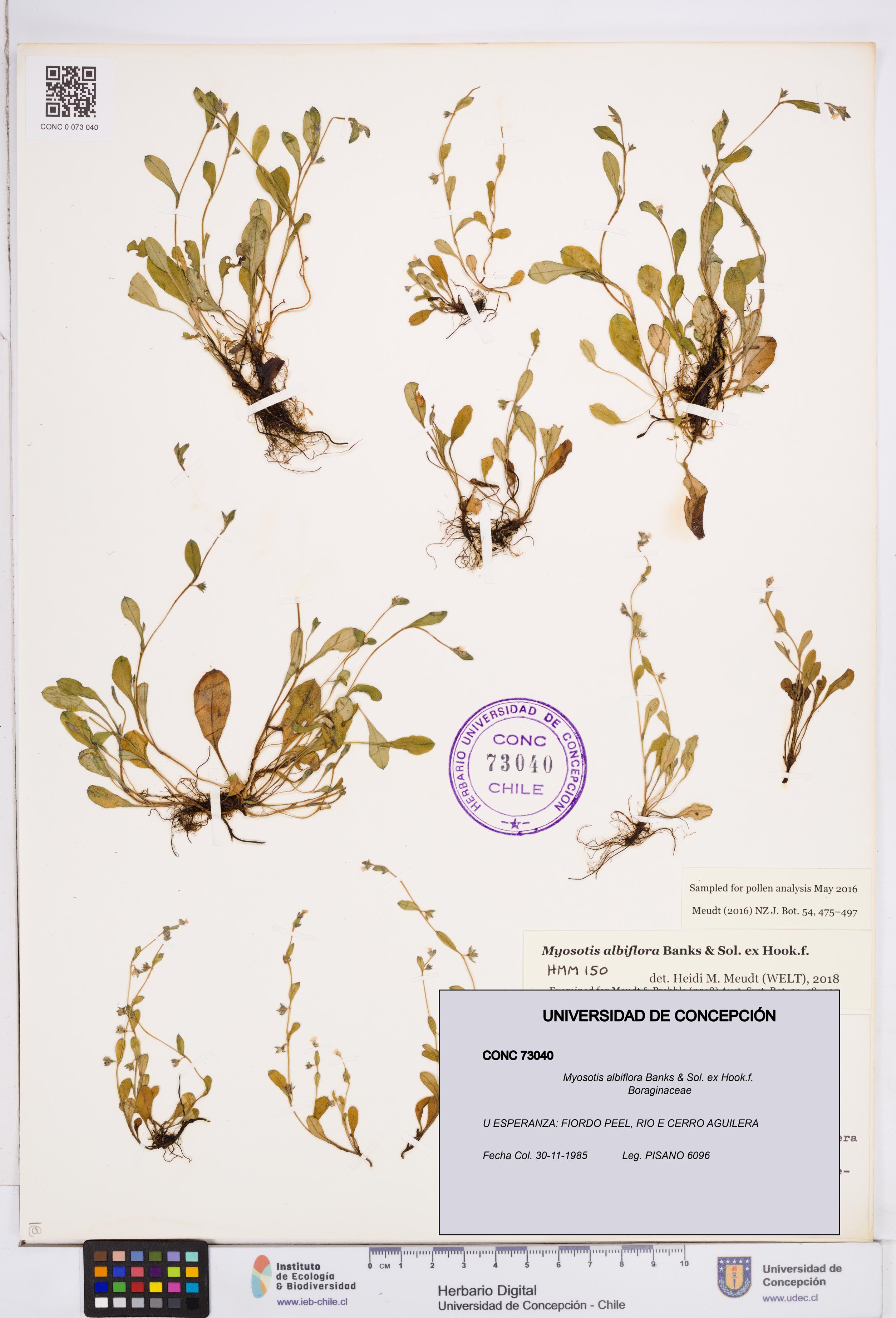 Myosotis albiflora [Espécimen: ]