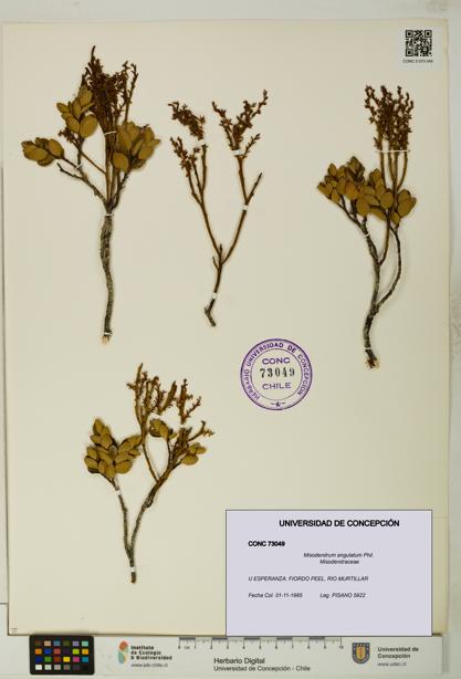 Misodendrum angulatum [Espécimen: UDEC:CONC:0073049]