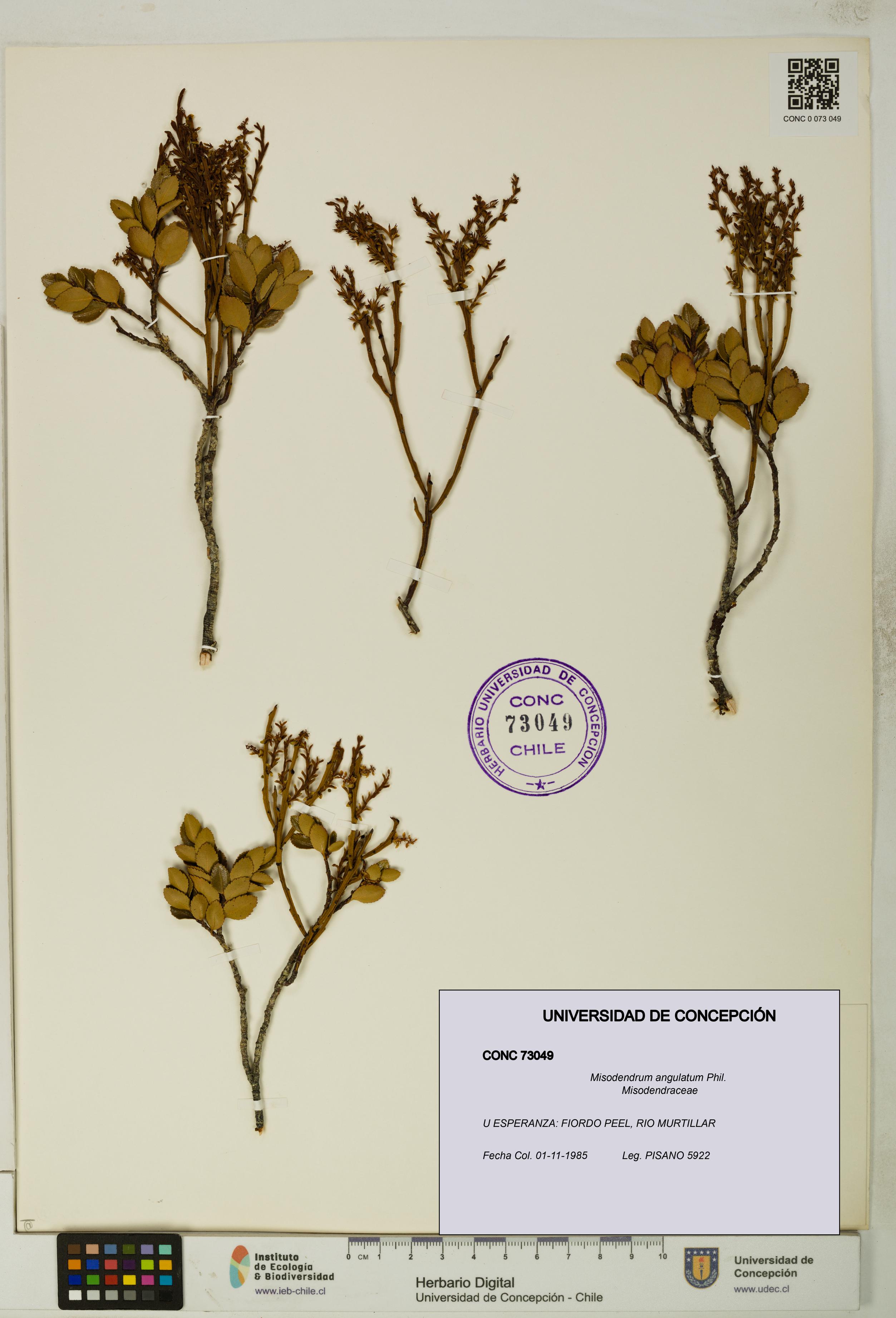 Misodendrum angulatum [Espécimen: UDEC:CONC:0073049]