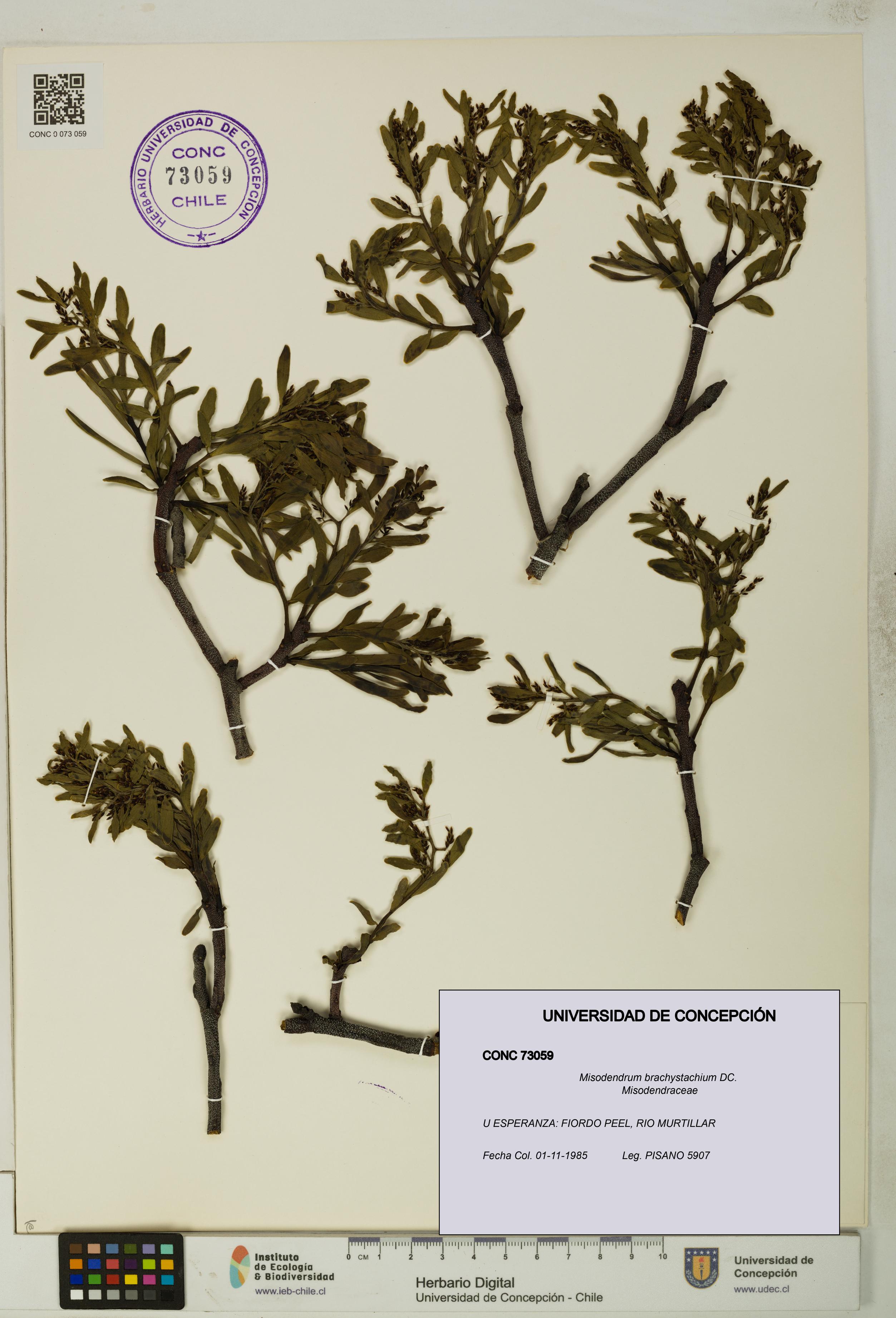 Misodendrum brachystachium [Espécimen: UDEC:CONC:0073059]