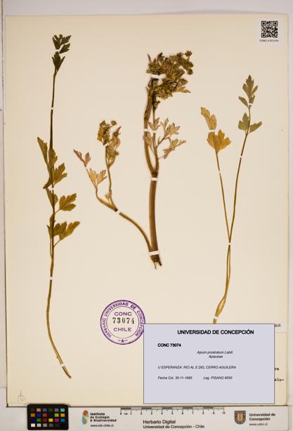 Apium prostratum [Espécimen: ]