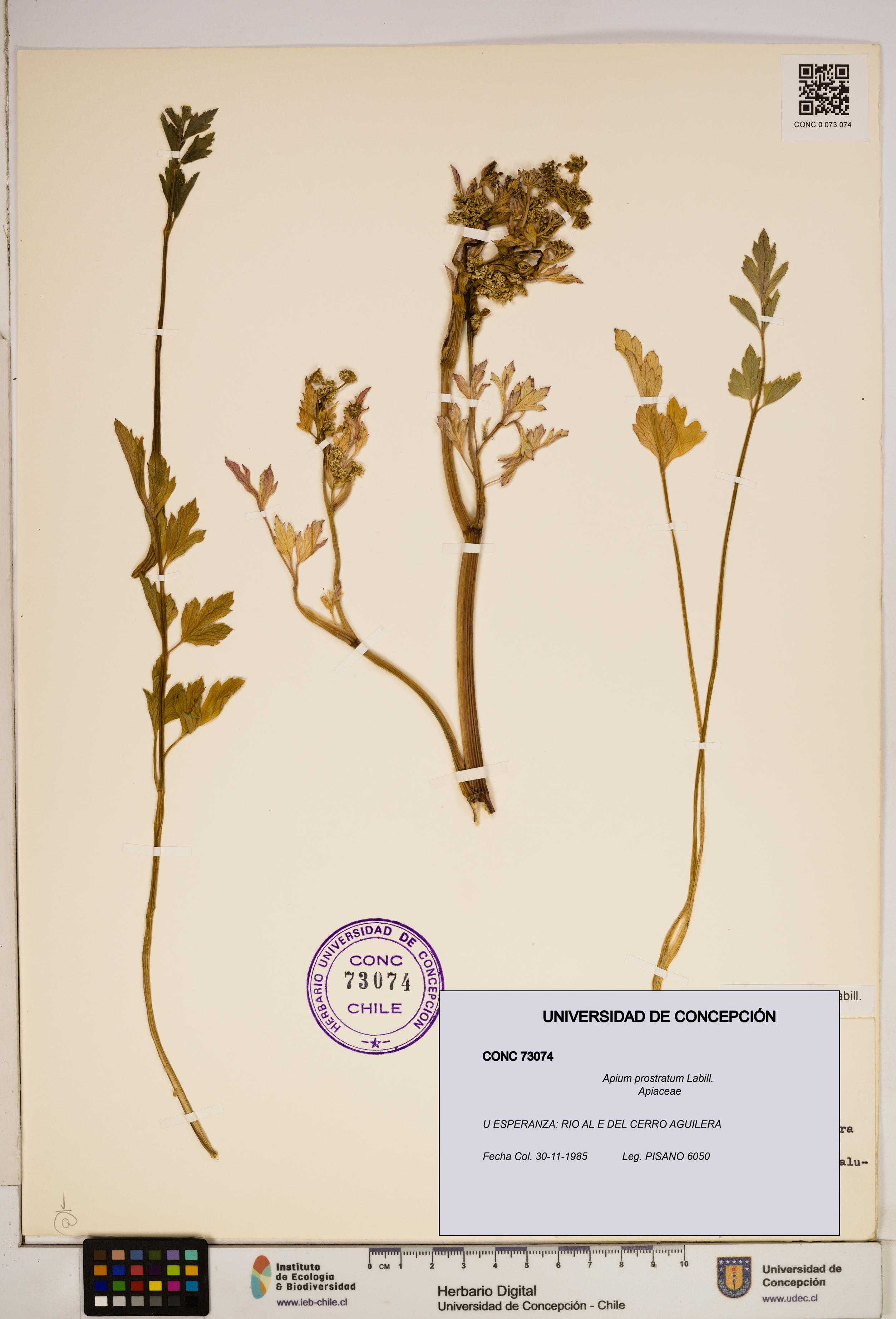 Apium prostratum [Espécimen: ]
