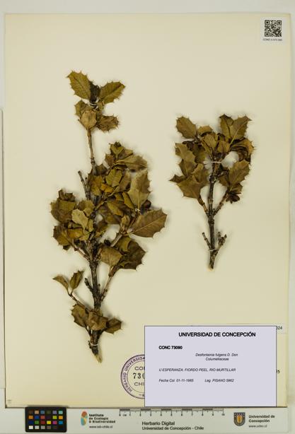 Desfontainia fulgens [Espécimen: UDEC:CONC:0073090]