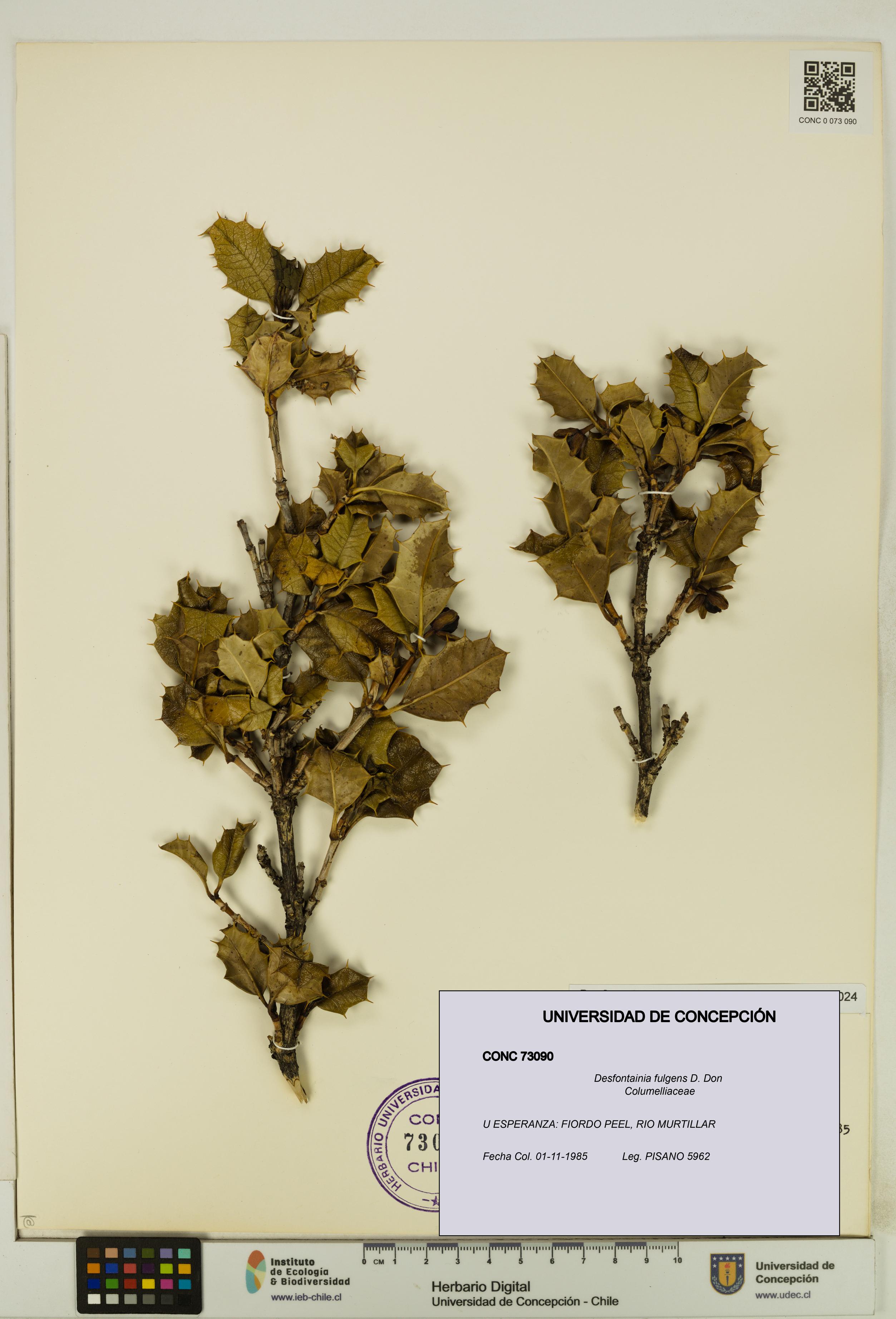 Desfontainia fulgens [Espécimen: UDEC:CONC:0073090]