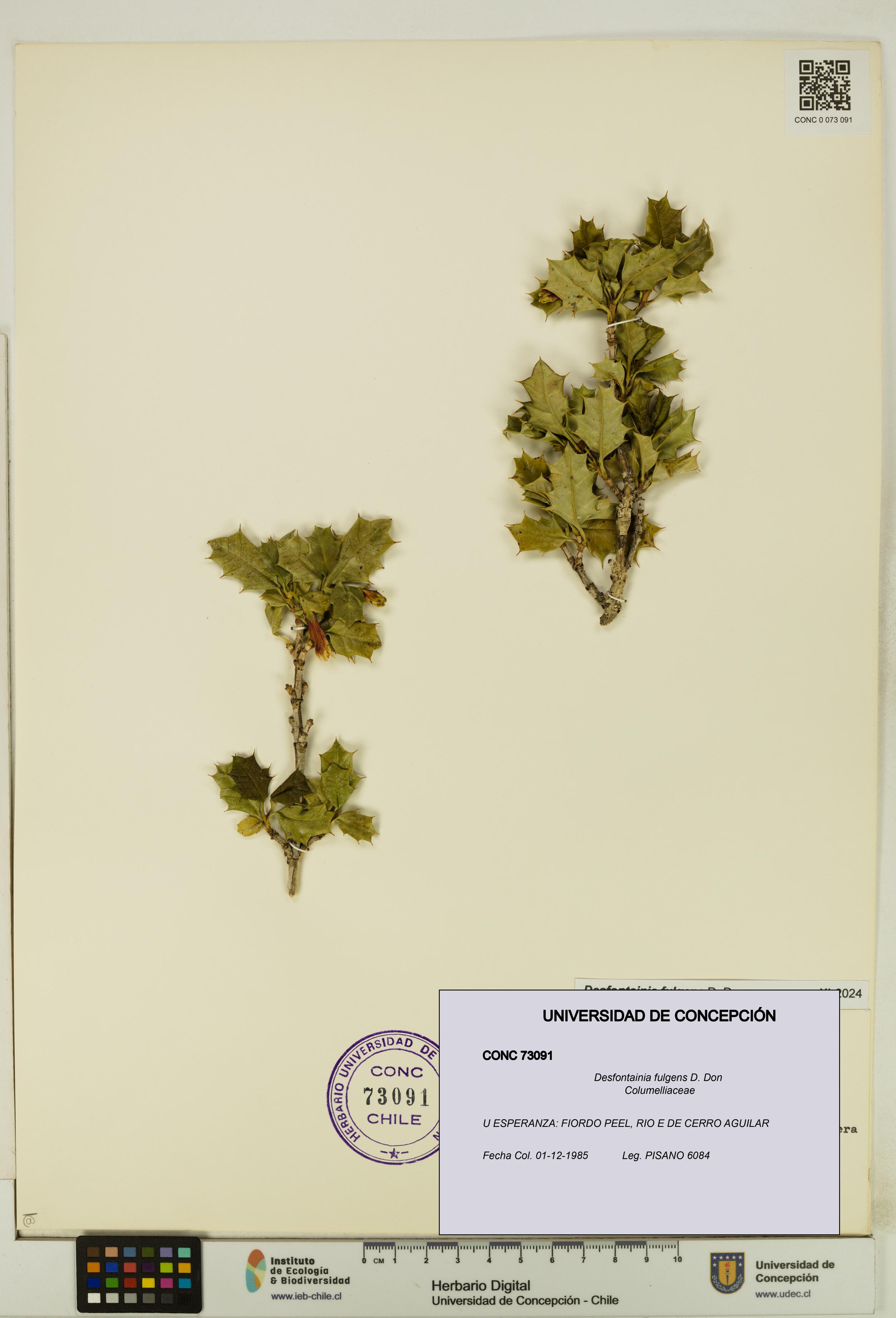 Desfontainia fulgens [Espécimen: UDEC:CONC:0073091]
