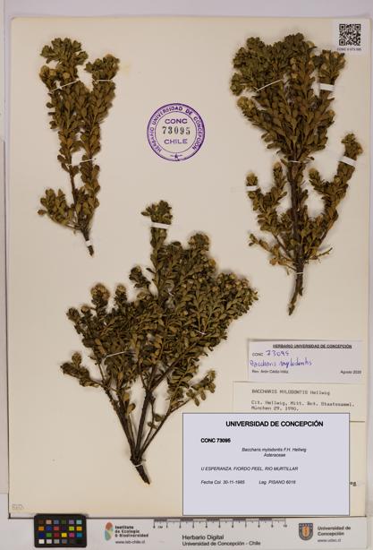 Baccharis mylodontis [Espécimen: UDEC:CONC:0073095]