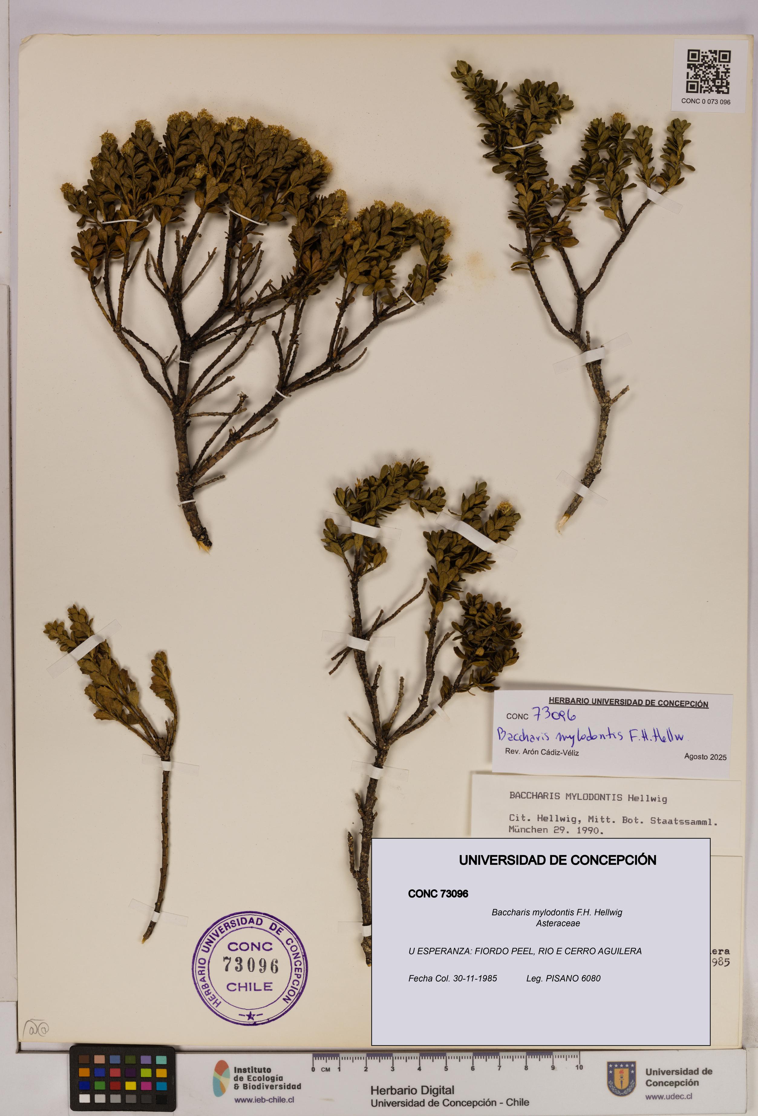 Baccharis mylodontis [Espécimen: UDEC:CONC:0073096]