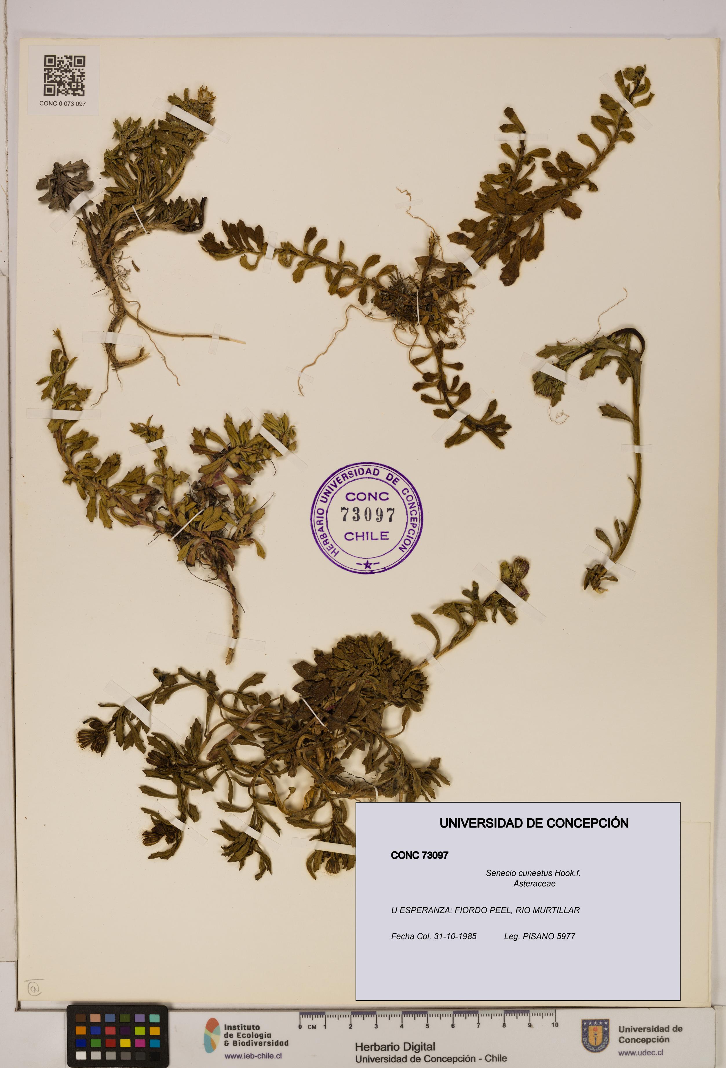 Senecio cuneatus [Espécimen: UDEC:CONC:0073097]