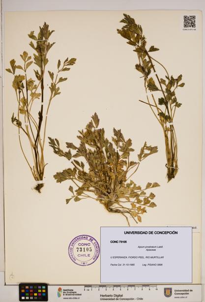 Apium prostratum [Espécimen: ]