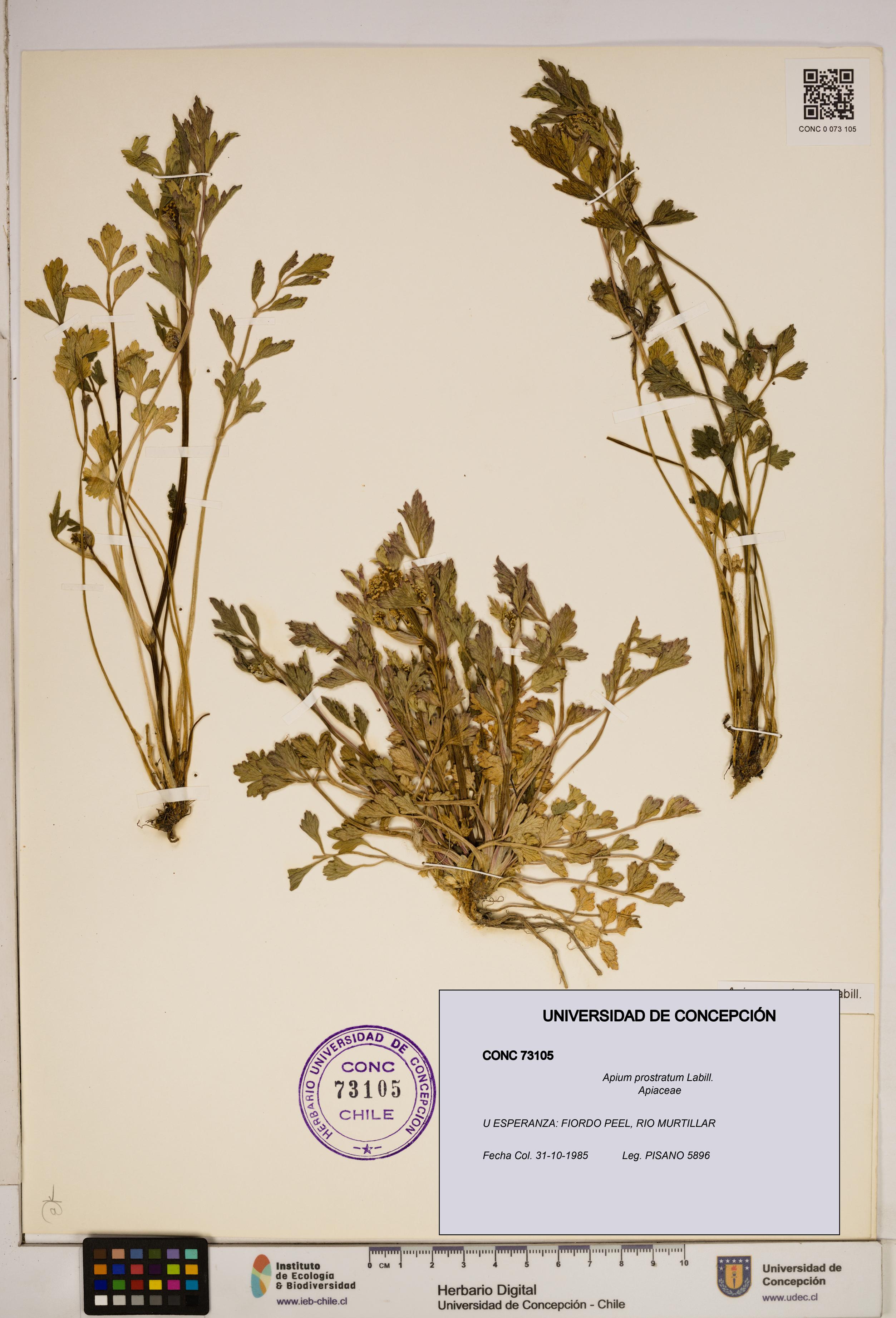 Apium prostratum [Espécimen: ]