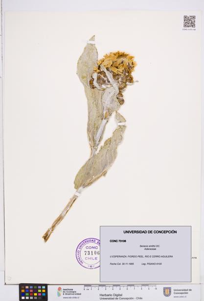 Senecio smithii [Espécimen: ]