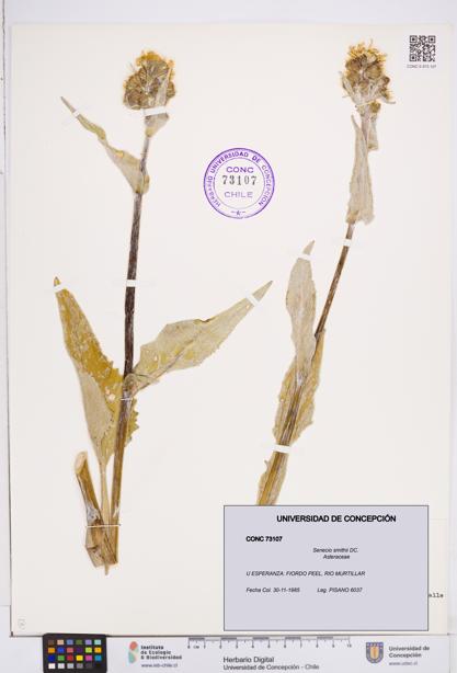 Senecio smithii [Espécimen: ]