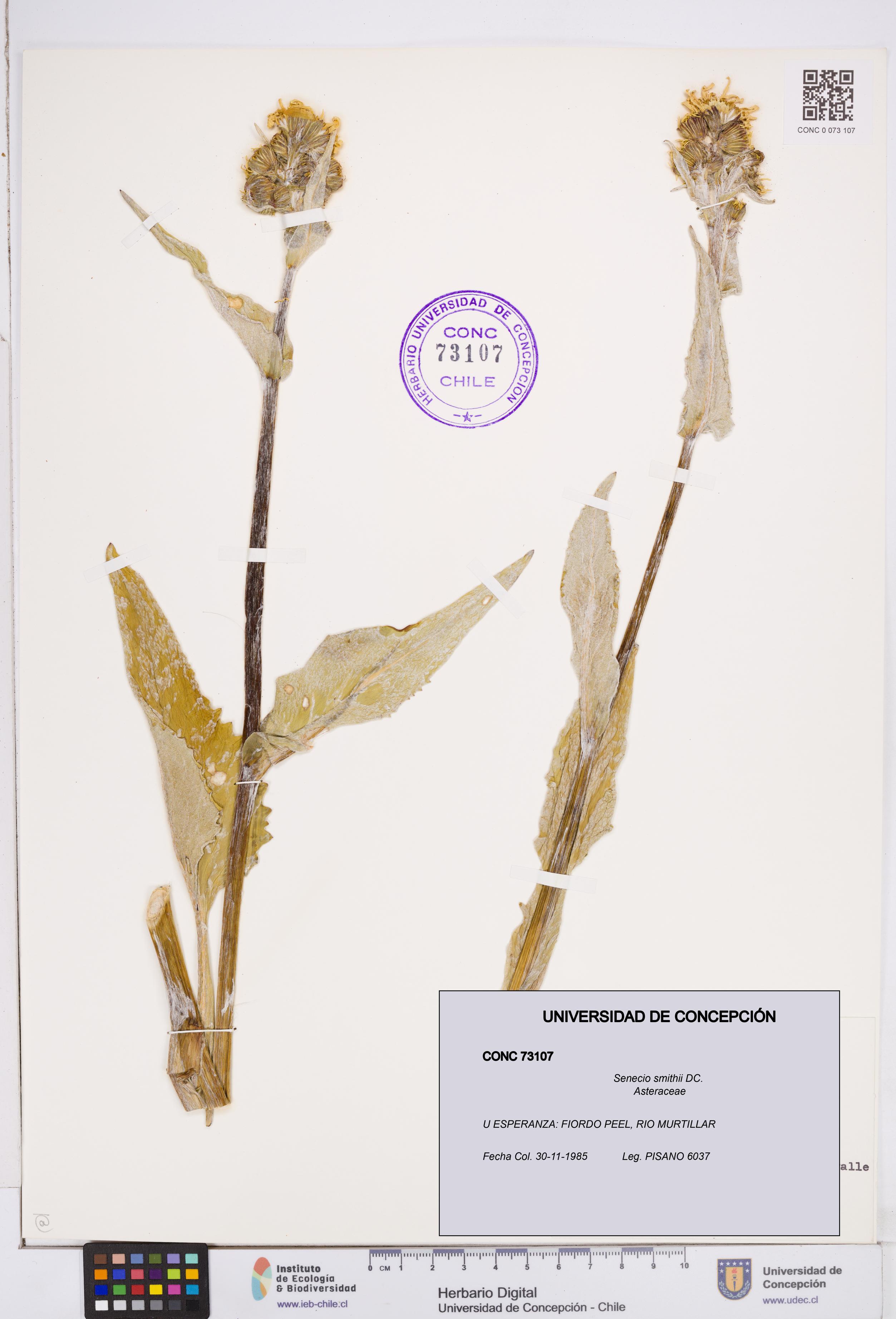 Senecio smithii [Espécimen: ]