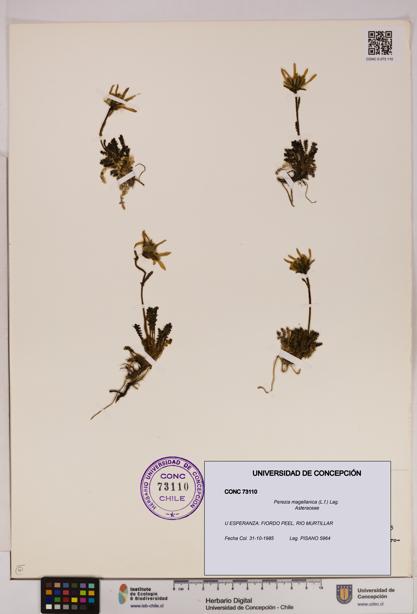 Perezia magellanica [Espécimen: UDEC:CONC:0073110]