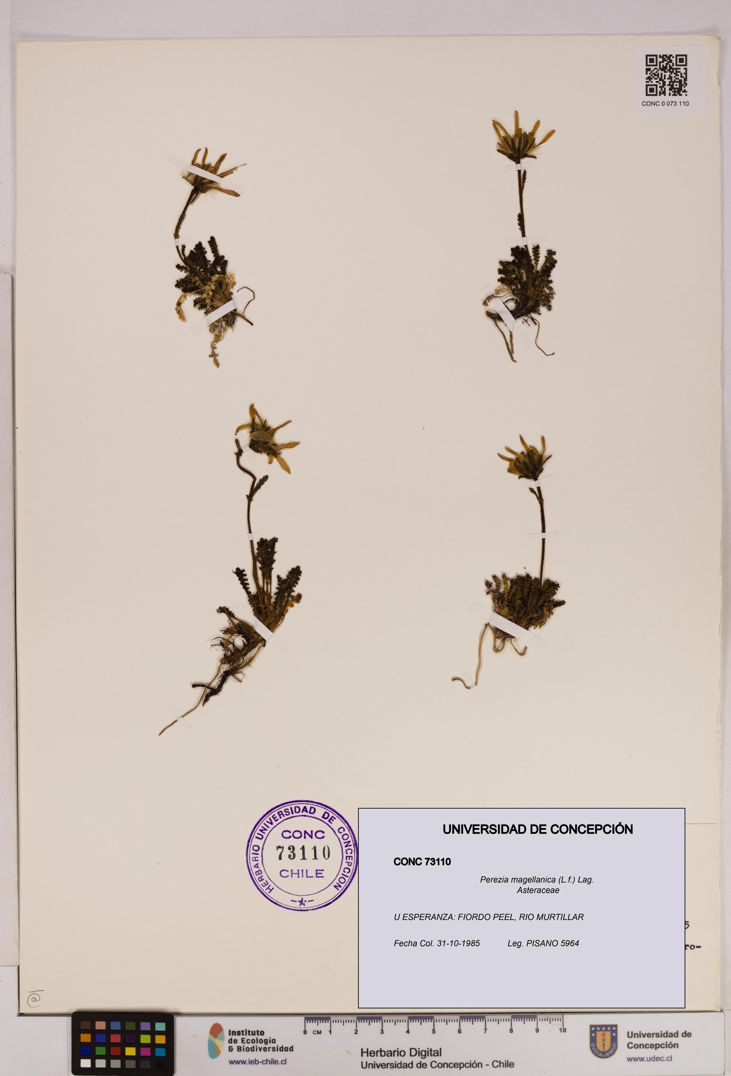 Perezia magellanica [Espécimen: UDEC:CONC:0073110]