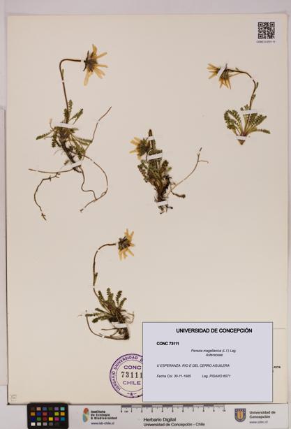 Perezia magellanica [Espécimen: UDEC:CONC:0073111]