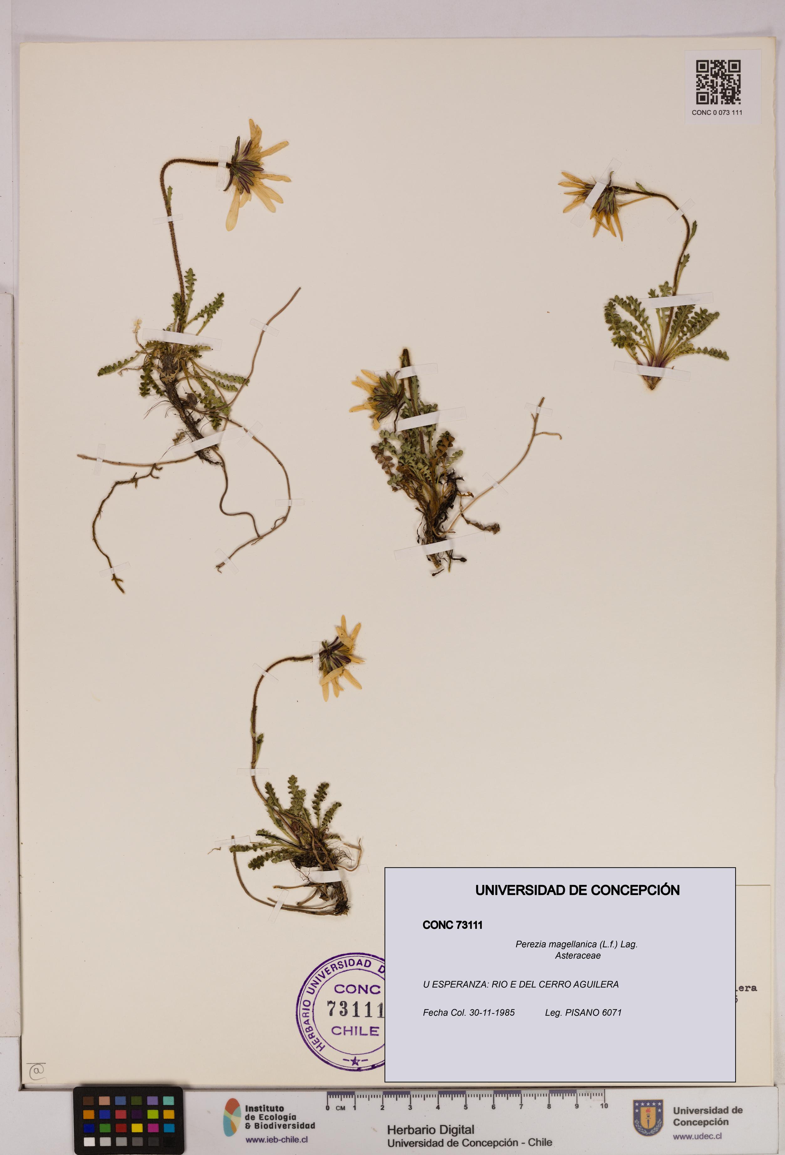 Perezia magellanica [Espécimen: UDEC:CONC:0073111]