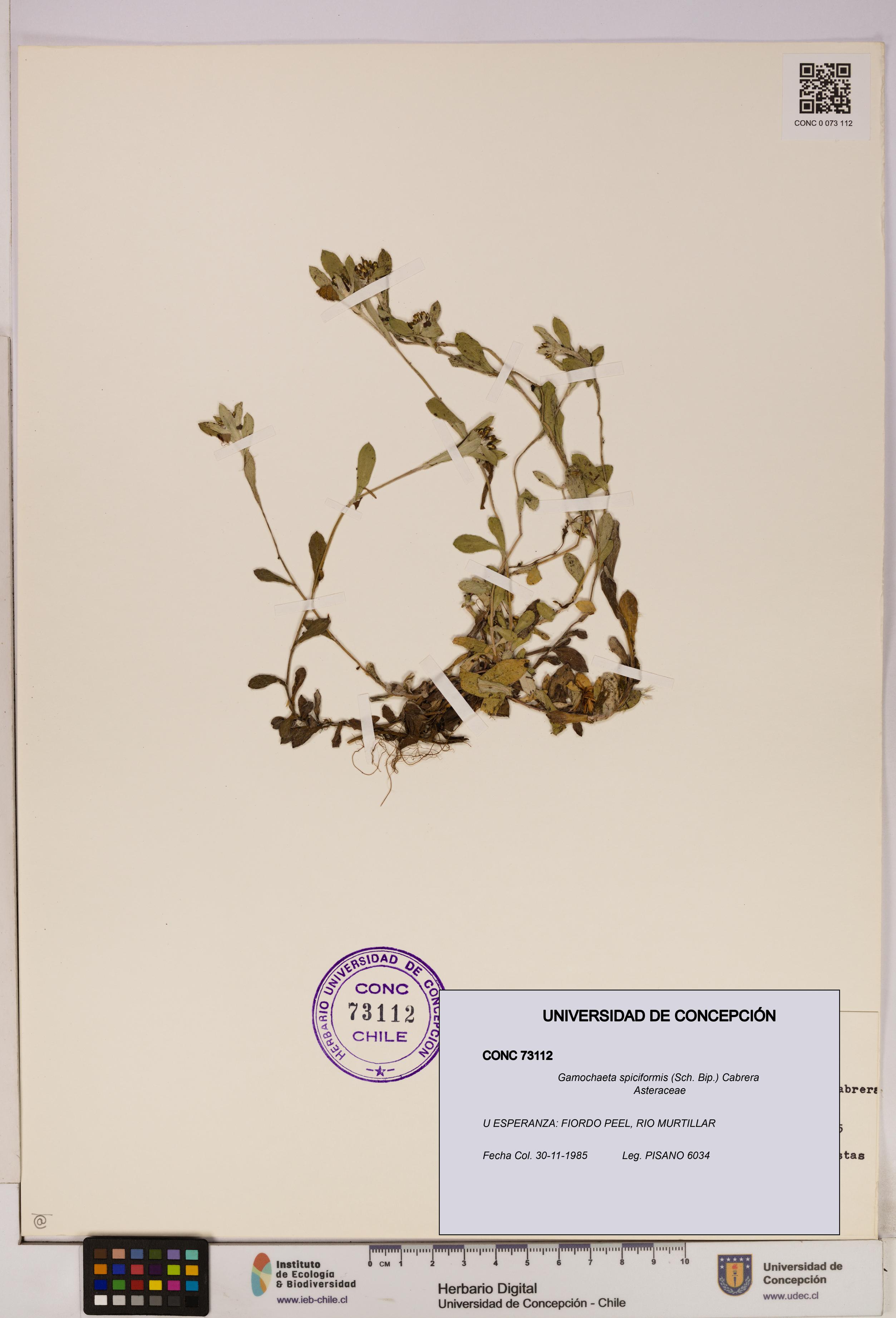 Gamochaeta spiciformis [Espécimen: UDEC:CONC:0073112]