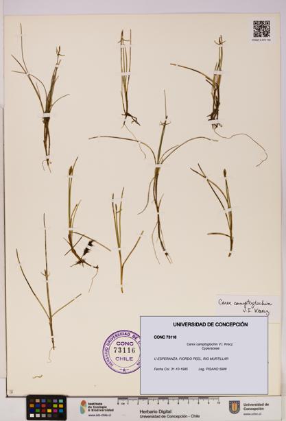 Carex camptoglochin [Espécimen: UDEC:CONC:0073116]