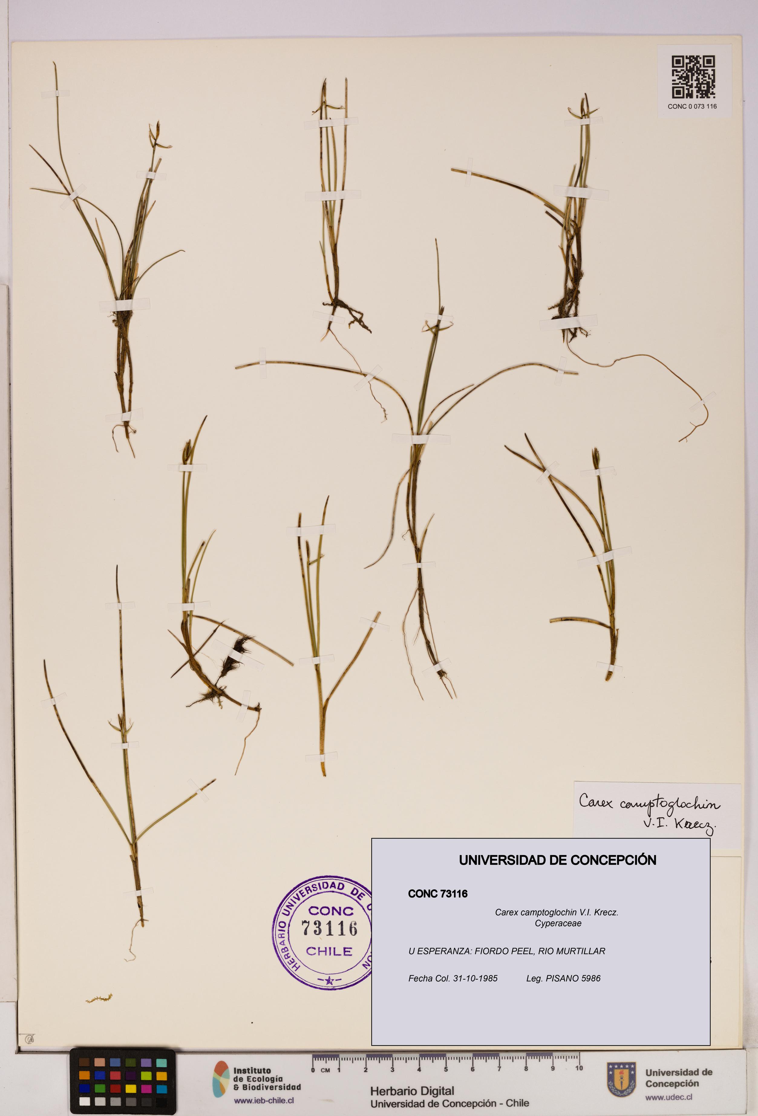 Carex camptoglochin [Espécimen: UDEC:CONC:0073116]