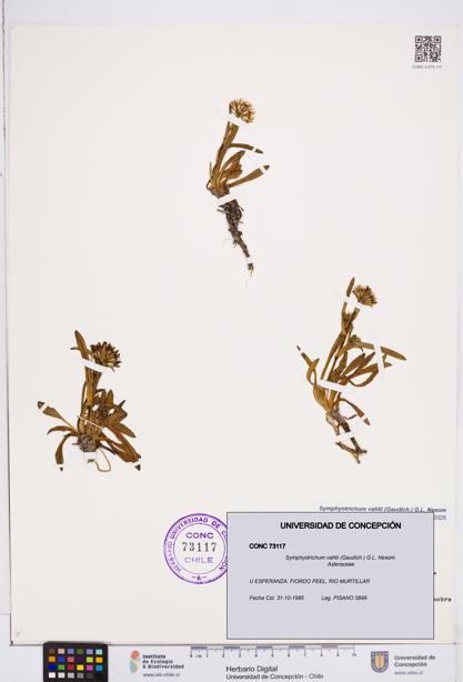 Symphyotrichum vahlii [Espécimen: ]