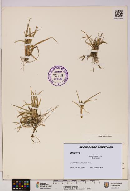 Carex fuscula [Espécimen: UDEC:CONC:0073119]