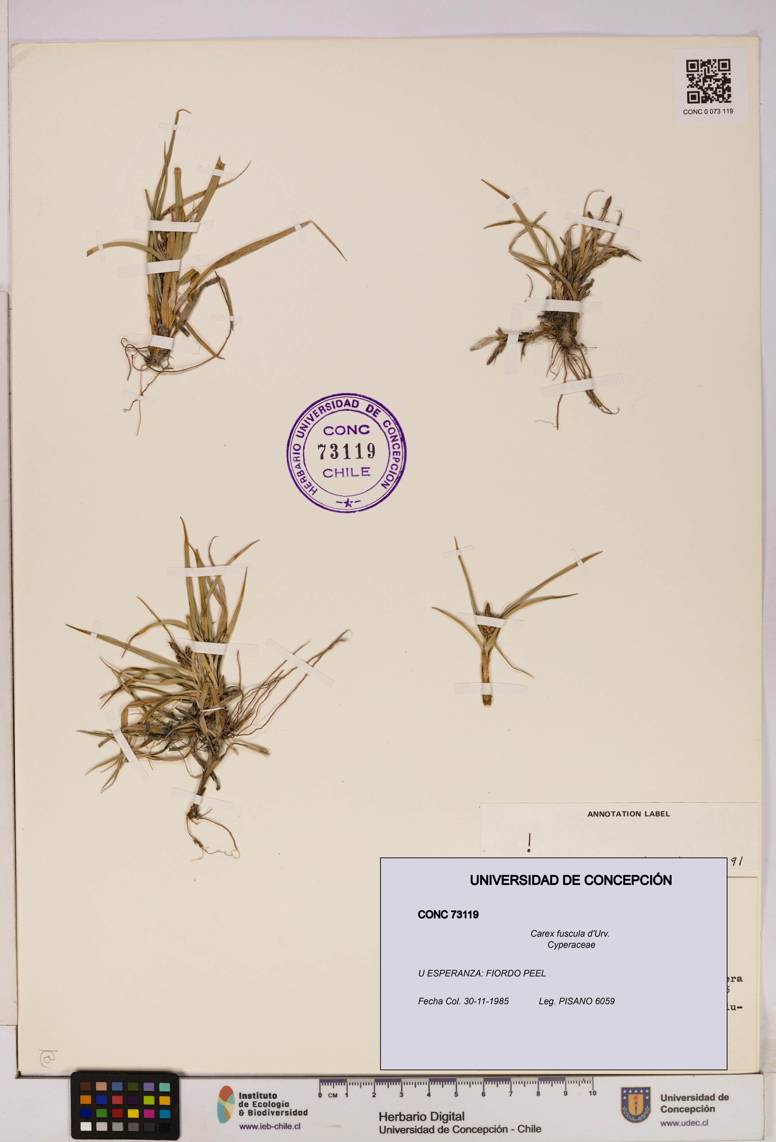 Carex fuscula [Espécimen: UDEC:CONC:0073119]