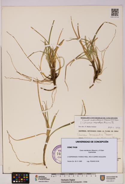 Carex meridensis [Espécimen: UDEC:CONC:0073120]
