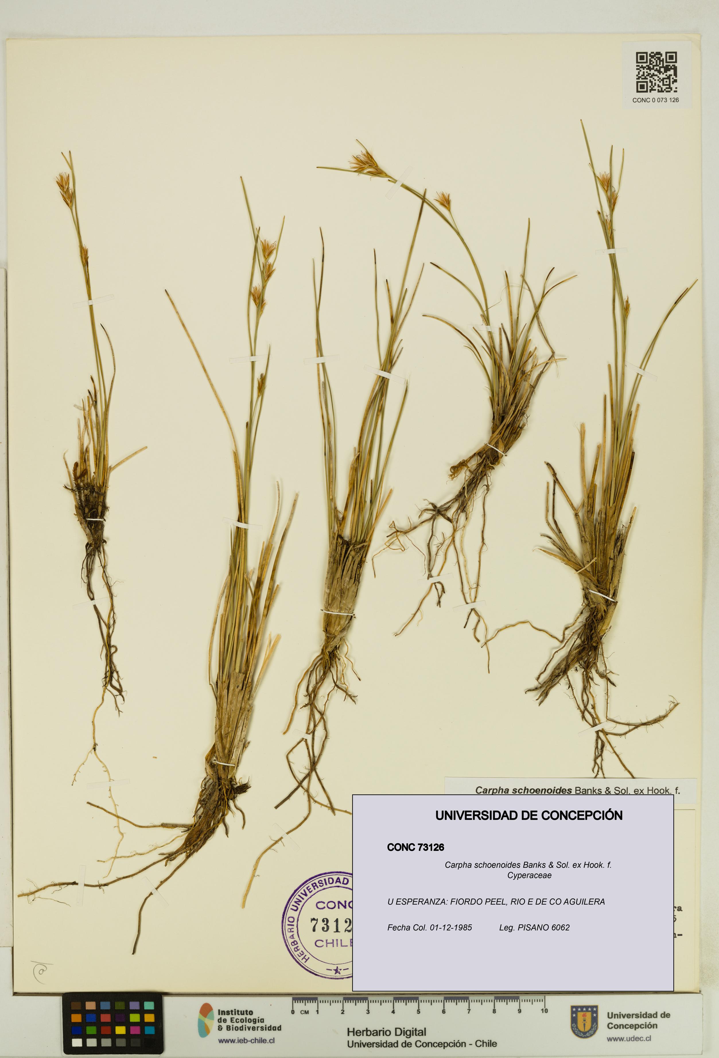 Carpha schoenoides [Espécimen: UDEC:CONC:0073126]