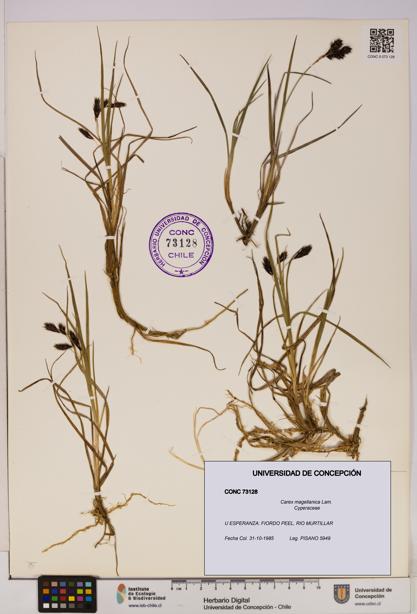 Carex magellanica [Espécimen: UDEC:CONC:0073128]