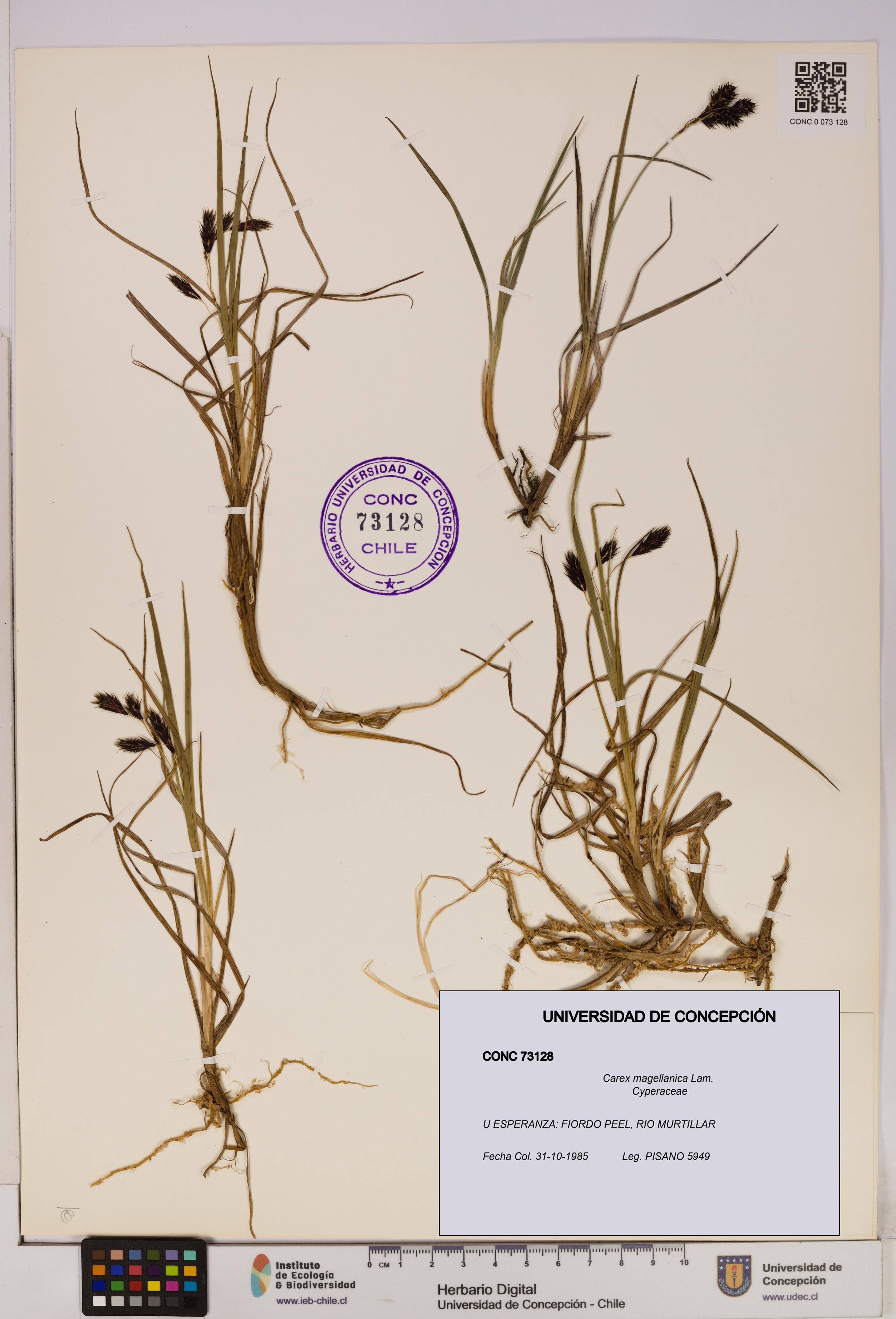 Carex magellanica [Espécimen: UDEC:CONC:0073128]