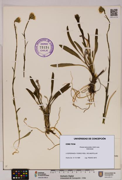 Perezia lactucoides [Espécimen: UDEC:CONC:0073134]