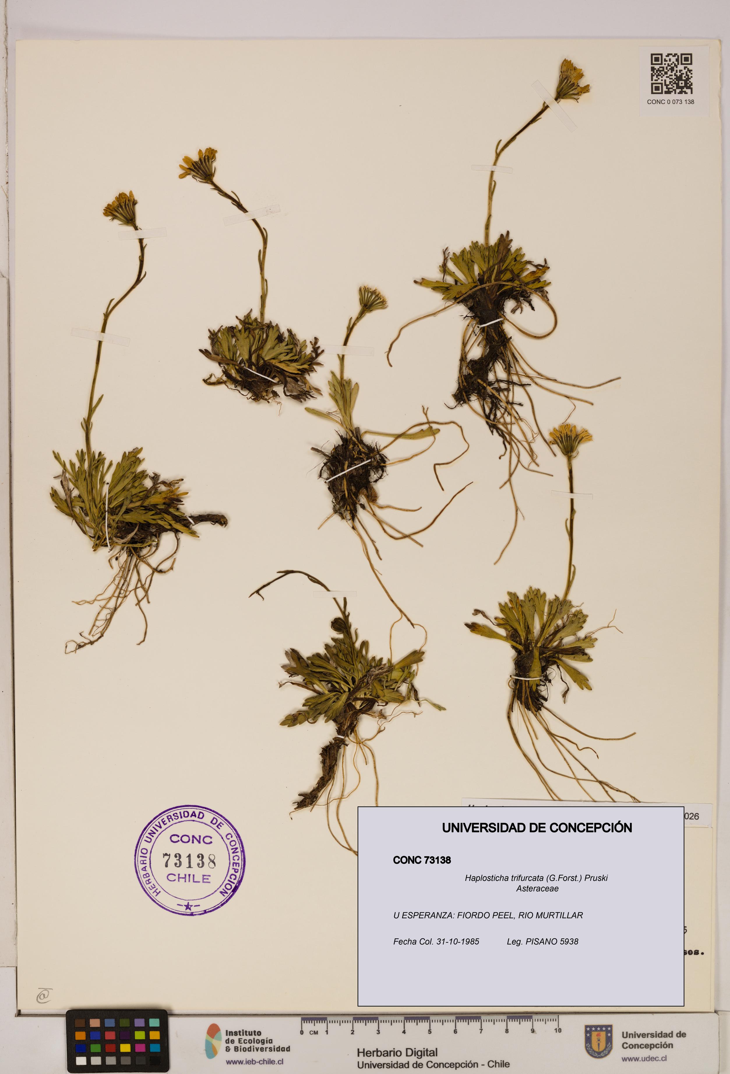 Haplosticha trifurcata [Espécimen: UDEC:CONC:0073138]
