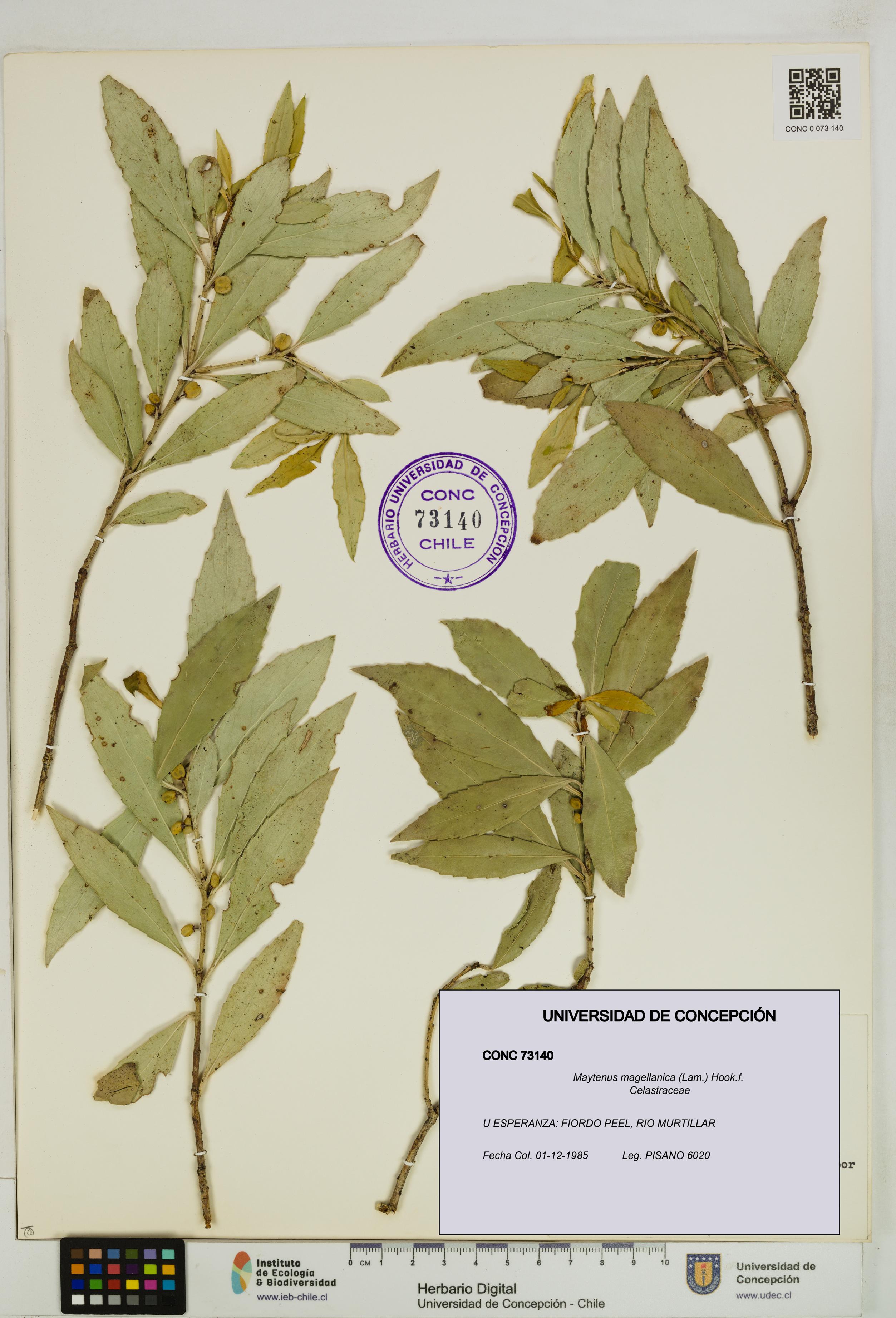 Maytenus magellanica [Espécimen: UDEC:CONC:0073140]