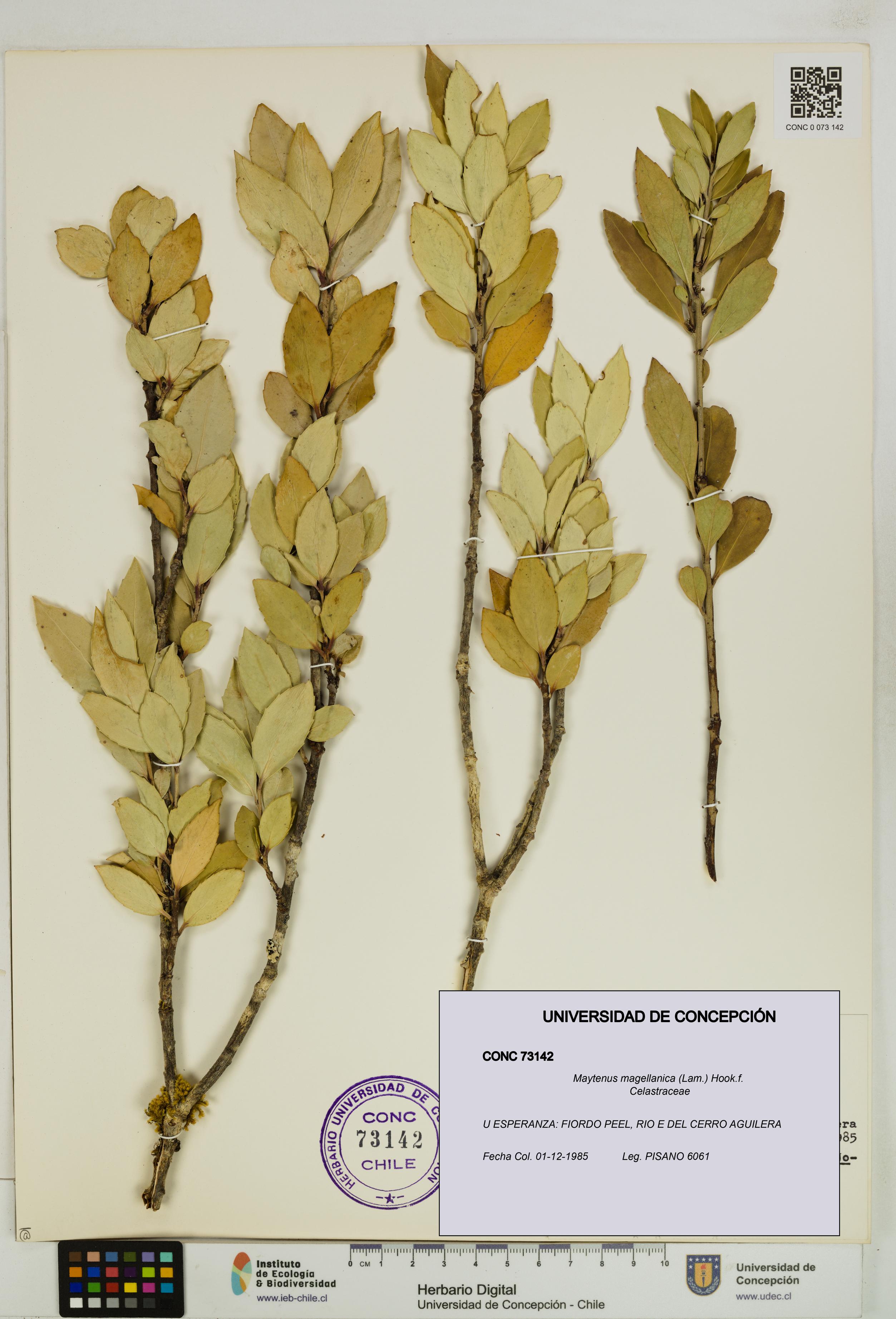 Maytenus magellanica [Espécimen: UDEC:CONC:0073142]