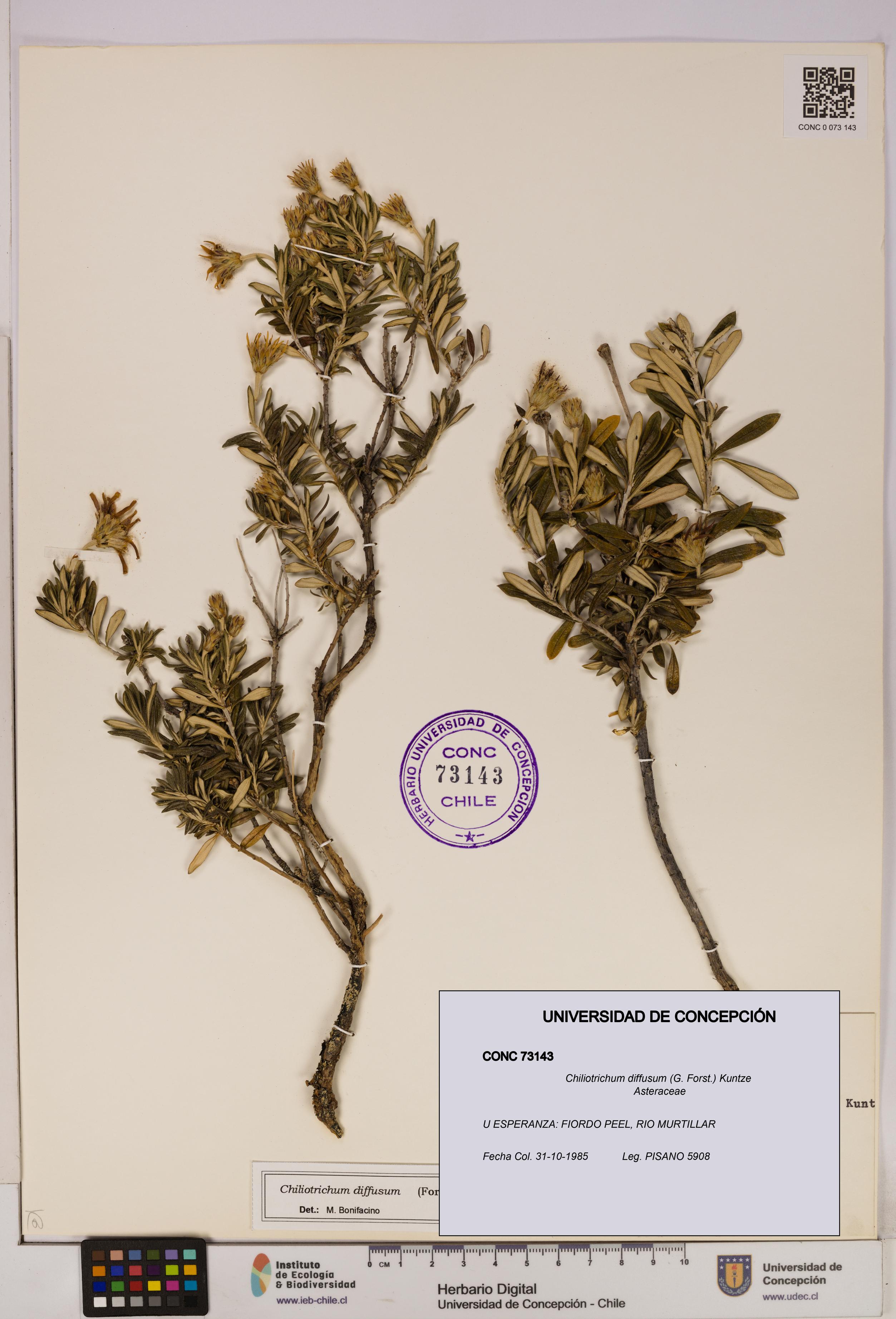 Chiliotrichum diffusum [Espécimen: UDEC:CONC:0073143]