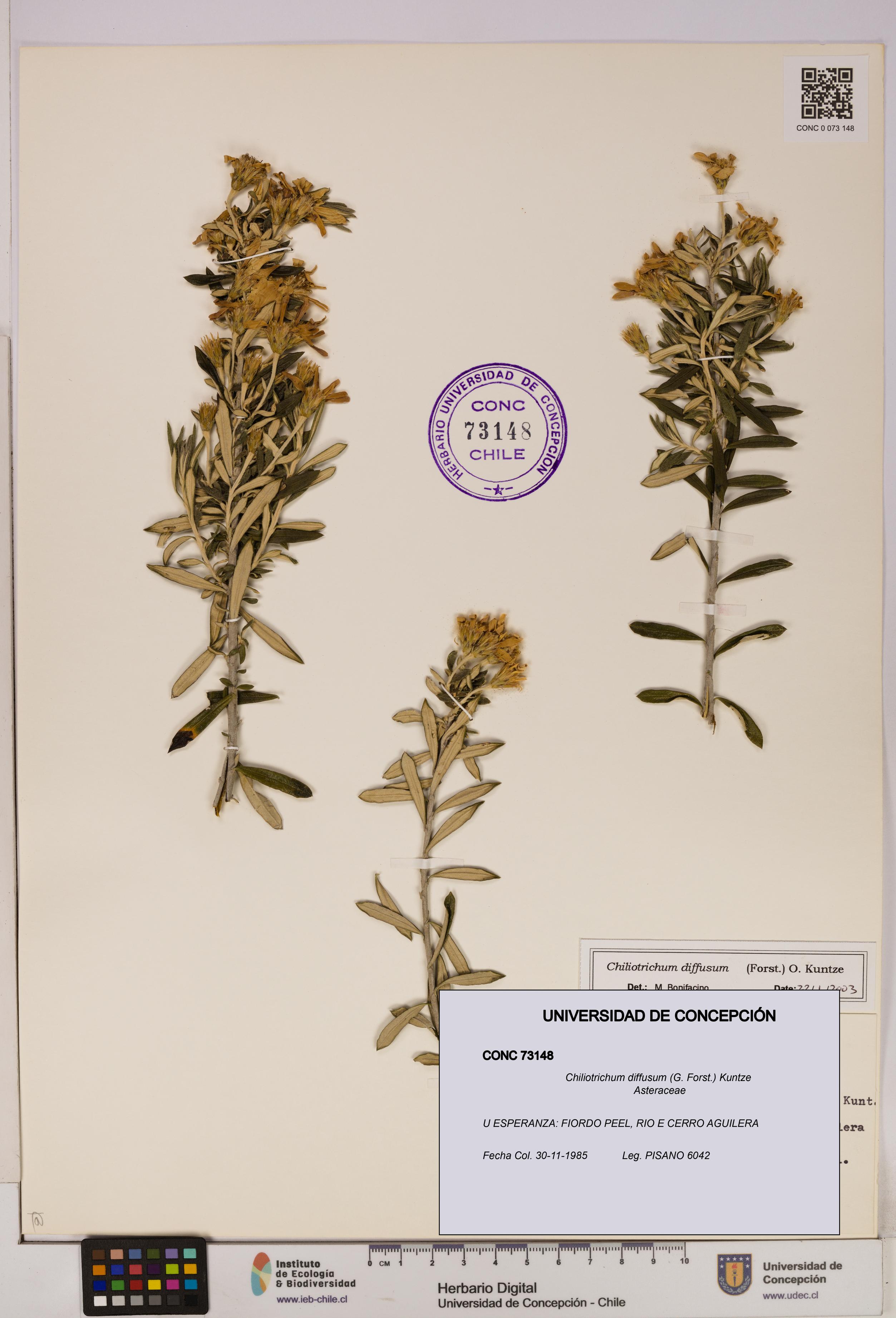 Chiliotrichum diffusum [Espécimen: UDEC:CONC:0073148]