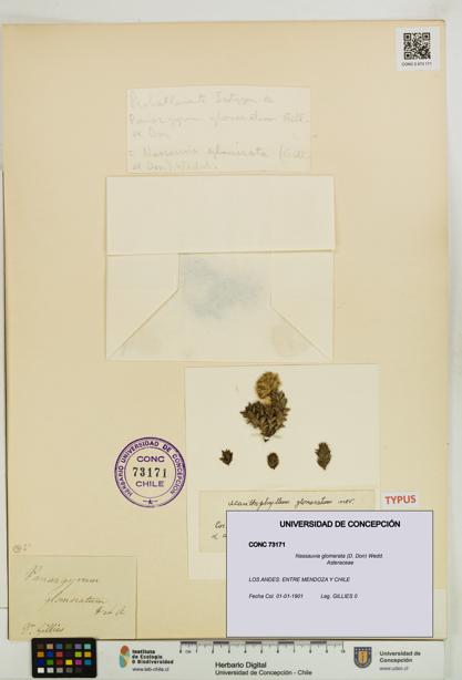 Nassauvia glomerata [Espécimen: UDEC:CONC:0073171]