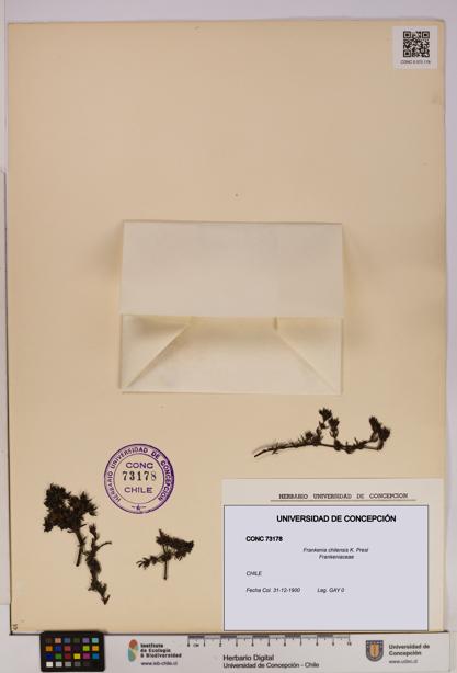 Frankenia chilensis [Espécimen: UDEC:CONC:0073178]