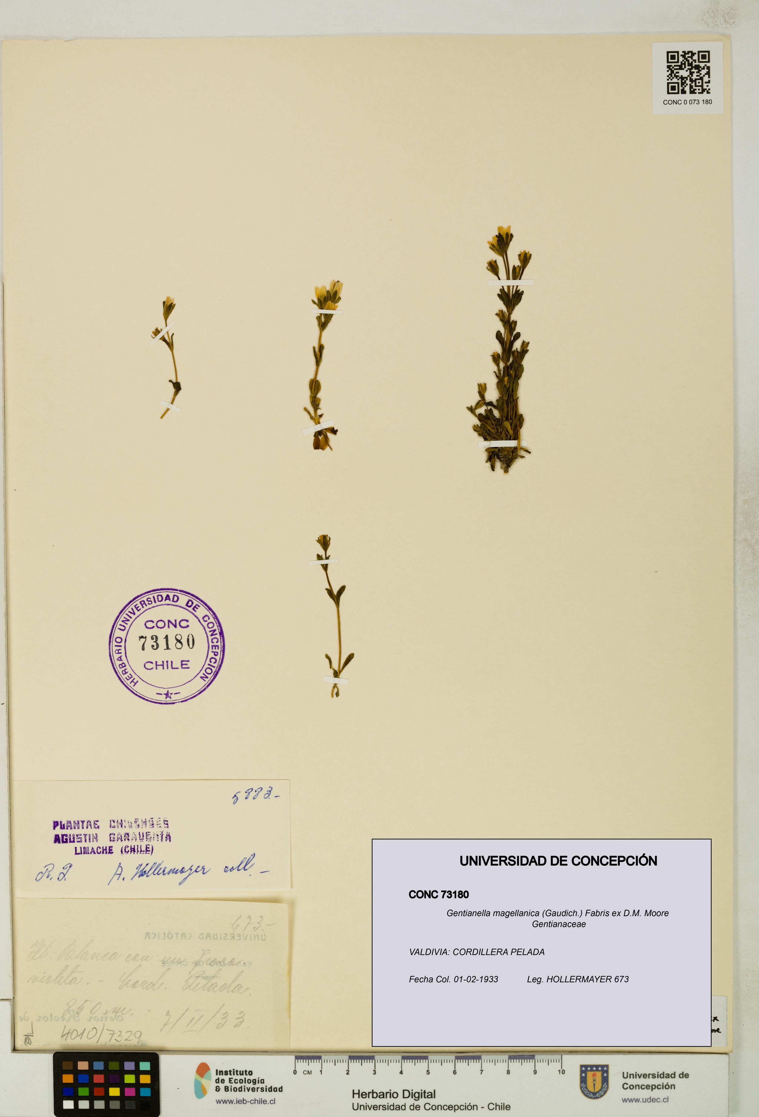 Gentianella magellanica [Espécimen: UDEC:CONC:0073180]