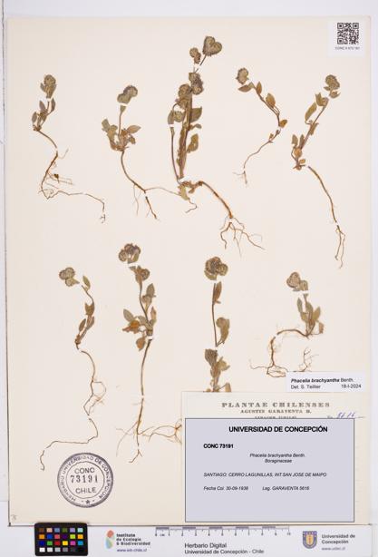 Phacelia brachyantha [Espécimen: ]