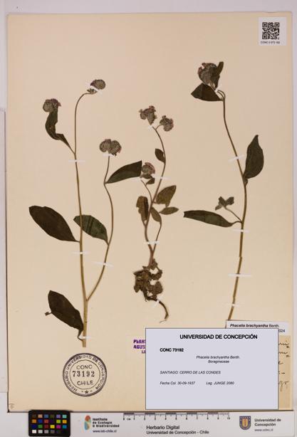 Phacelia brachyantha [Espécimen: UDEC:CONC:0073192]