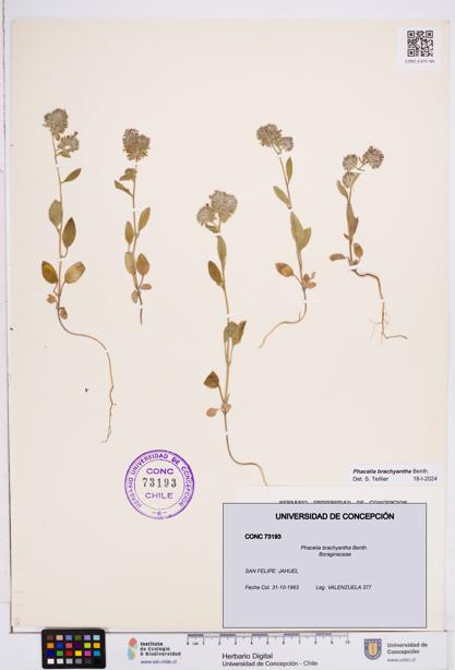Phacelia brachyantha [Espécimen: ]