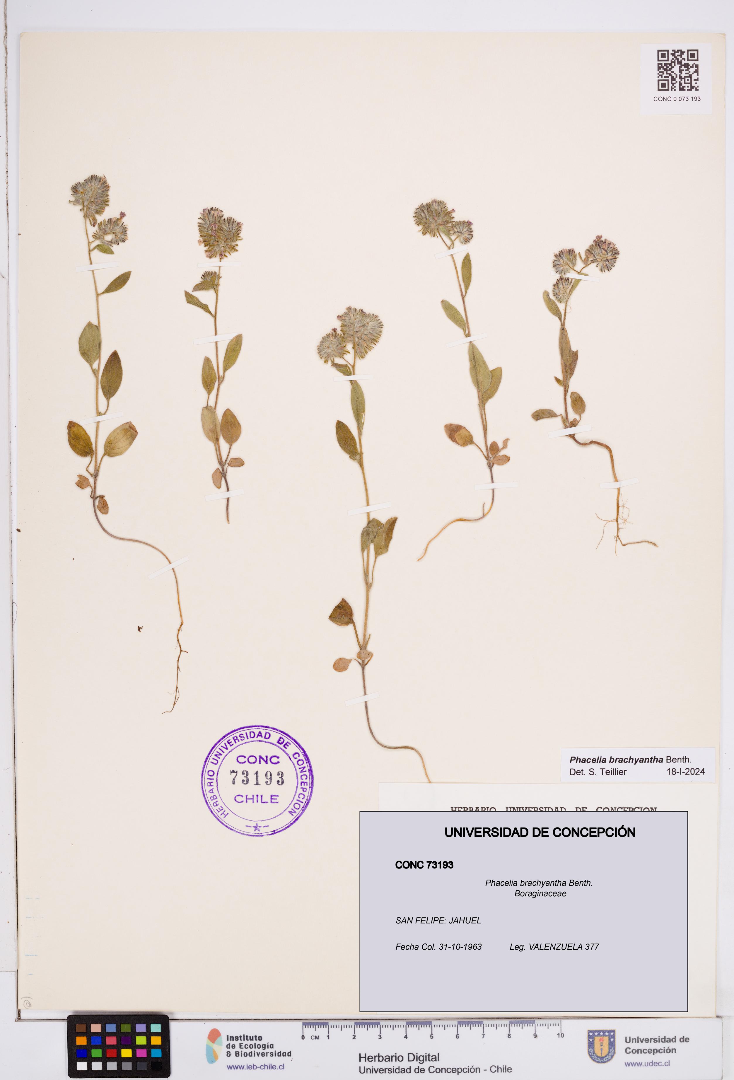 Phacelia brachyantha [Espécimen: ]
