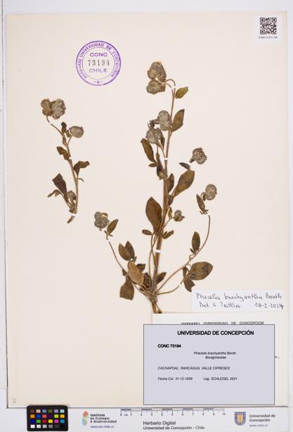 Phacelia brachyantha [Espécimen: ]